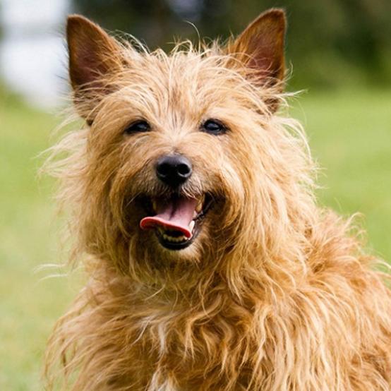 Собака на ім’я Мишка загубився на західному узбережжі США